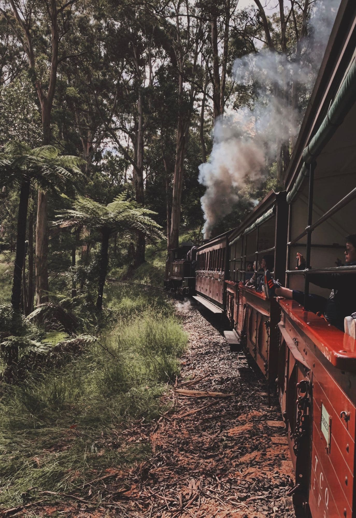 Паровоз Puffing Billy в эвкалиптовом лесу у Мензис-Крик: красные открытые вагоны, пар над составом